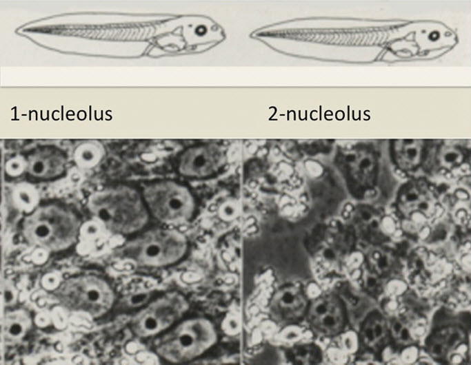 An external file that holds a picture, illustration, etc., usually as some form of binary object. The name of referred object is rmmj-6-3-e0023-g005.jpg